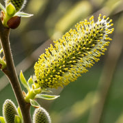 4ft 'Kilmarnock' Dwarf Weeping Willow Tree | Salix Caprea | 4L Pot